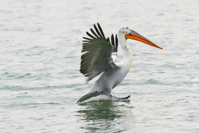 浙江25种最美鸟类，你见过几种？